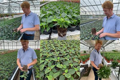 Collage of man looking at soil in nursery plant pots